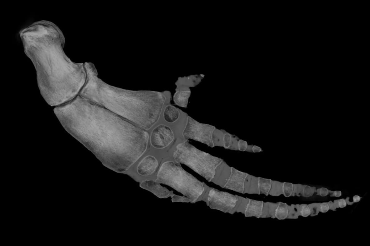 Researchers Save World's Rarest Porpoise in 3D - Image 3