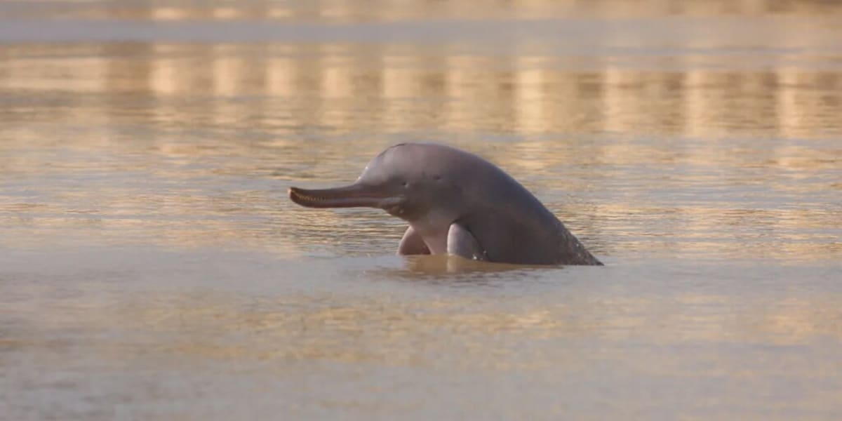 Pakistan Creates 249-Mile Sanctuary for Rare Dolphins - Image 2
