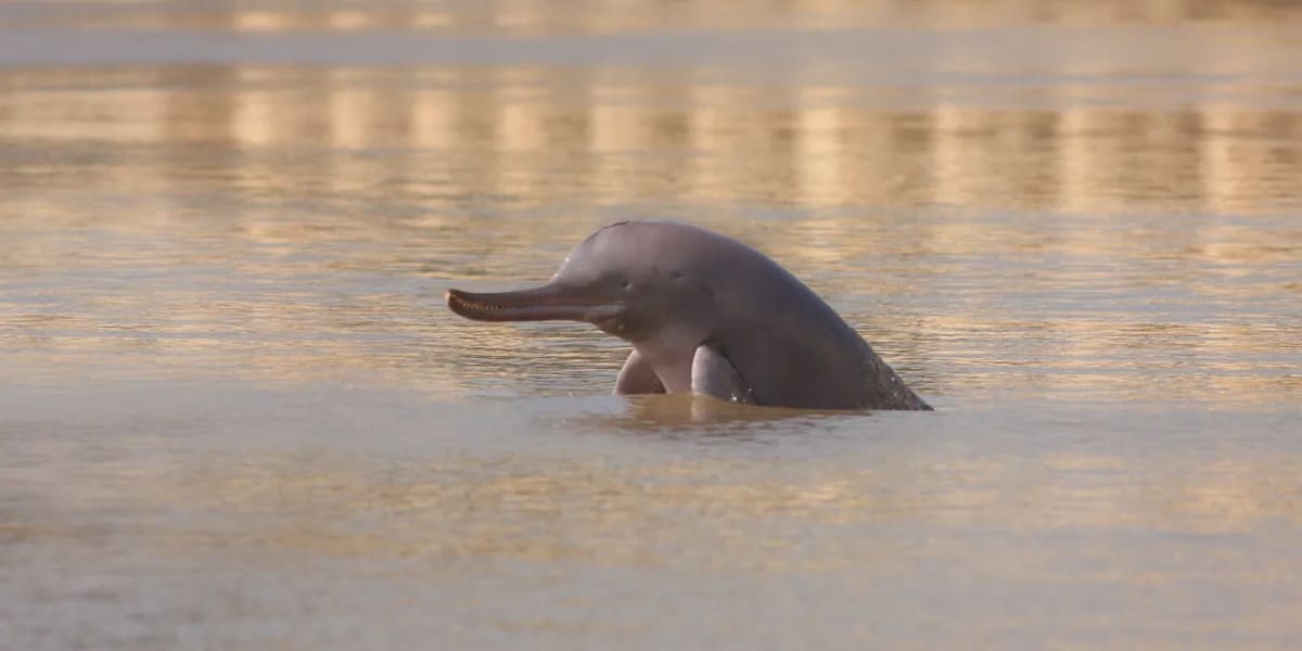 Pakistan Creates 249-Mile Sanctuary for Rare Dolphins