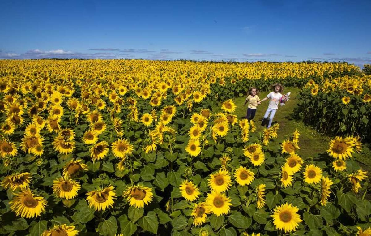 Million Sunflowers Bloom Across 14 Acres in Scotland - Image 2