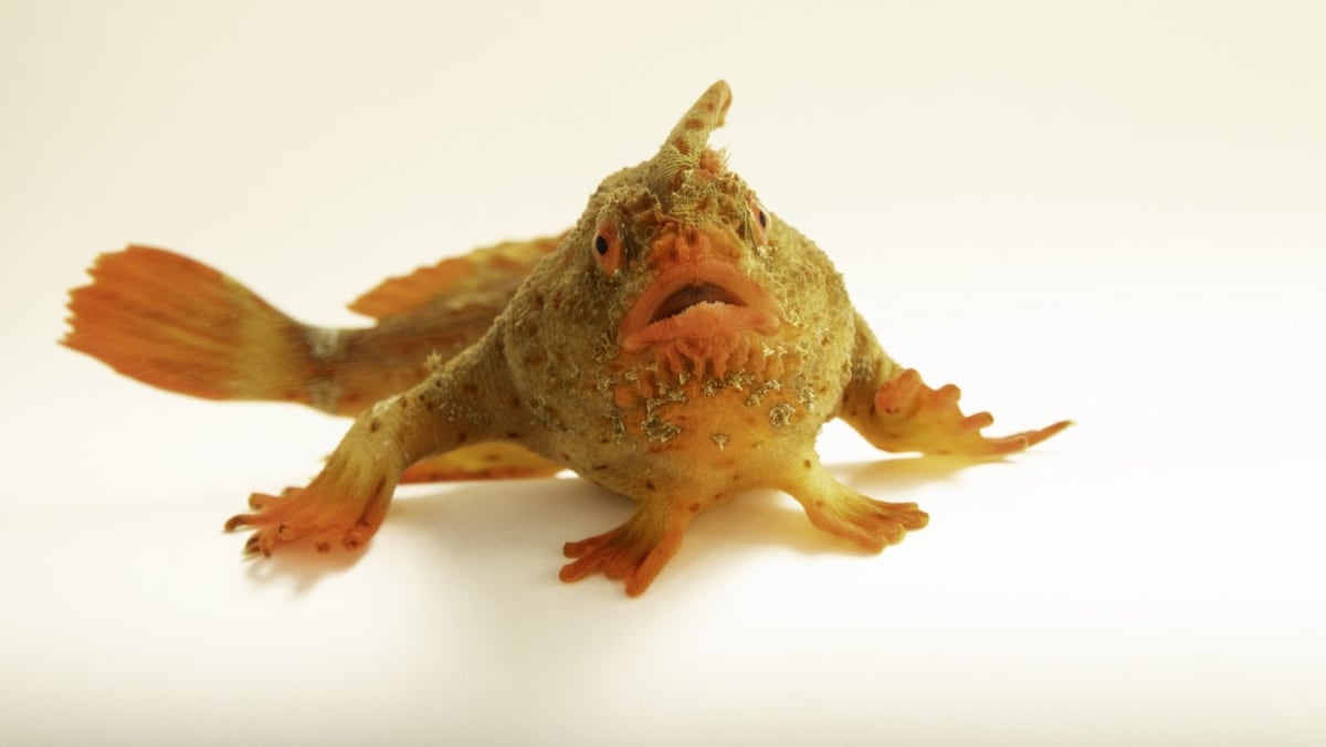 Red Handfish Becomes Photo Ark's 18,000th Species