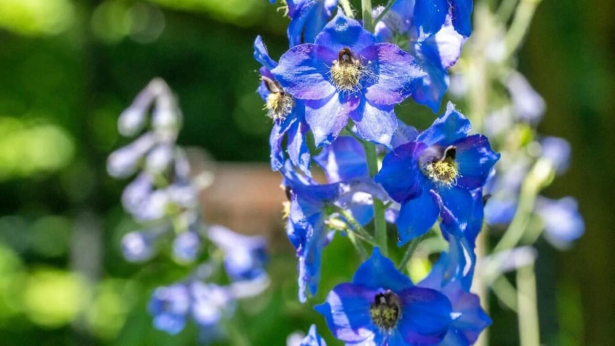 Scientists Unlock Medicine From Deadly Wolfsbane and Larkspur - Image 2