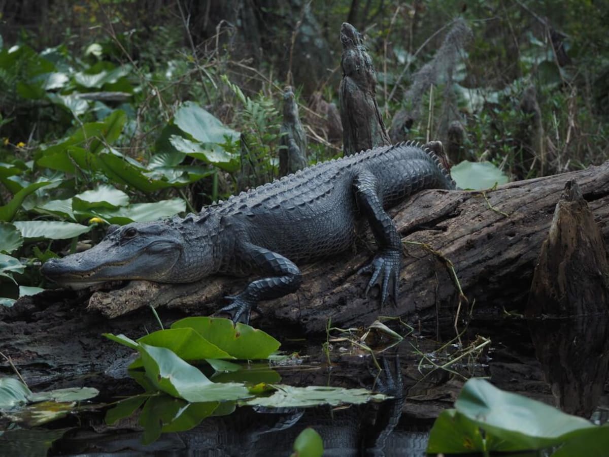 Georgia's Okefenokee Swamp Joins UNESCO World Heritage List - Image 2