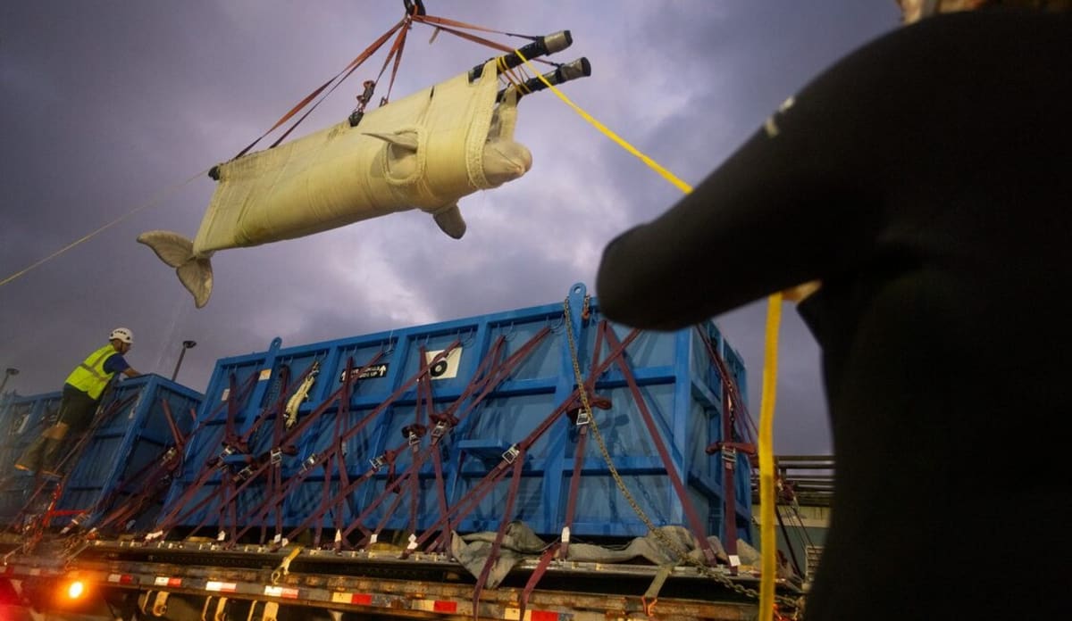 Beluga whale in specialized water transport container arriving at SeaWorld San Antonio facility