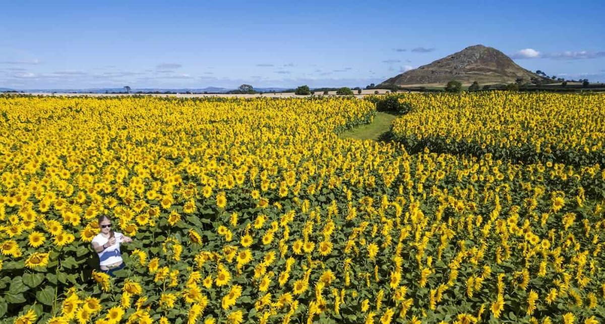 Million Sunflowers Bloom Across 14 Acres in Scotland