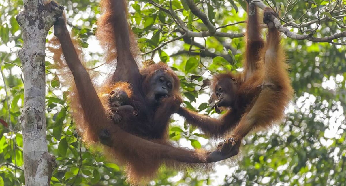 Mother Sumatran orangutan with baby in lush green rainforest canopy in Indonesia