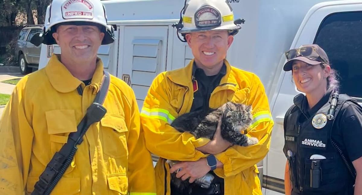 Black and gray cat Toast Malone reunited with owner after surviving apartment fire