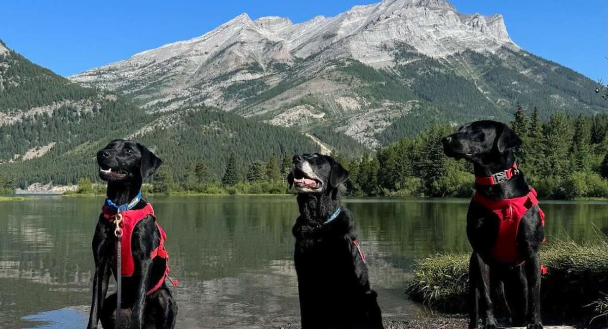 Three black Labrador retriever conservation dogs at Alberta boat inspection station