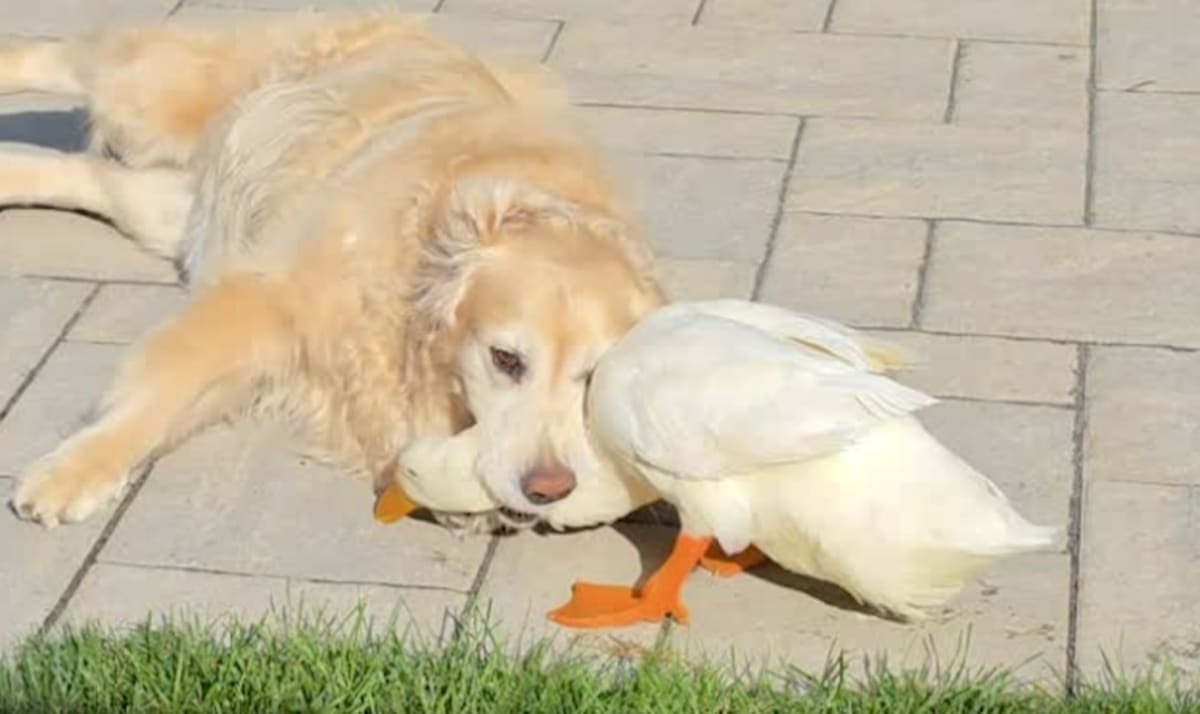 Golden retriever Barley playing with white duck Louie in backyard enclosure