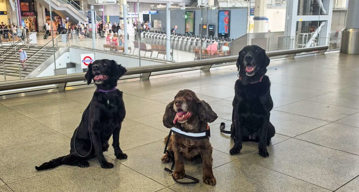 Three friendly security dogs Riley, Buster and Flo standing in London's Waterloo train station