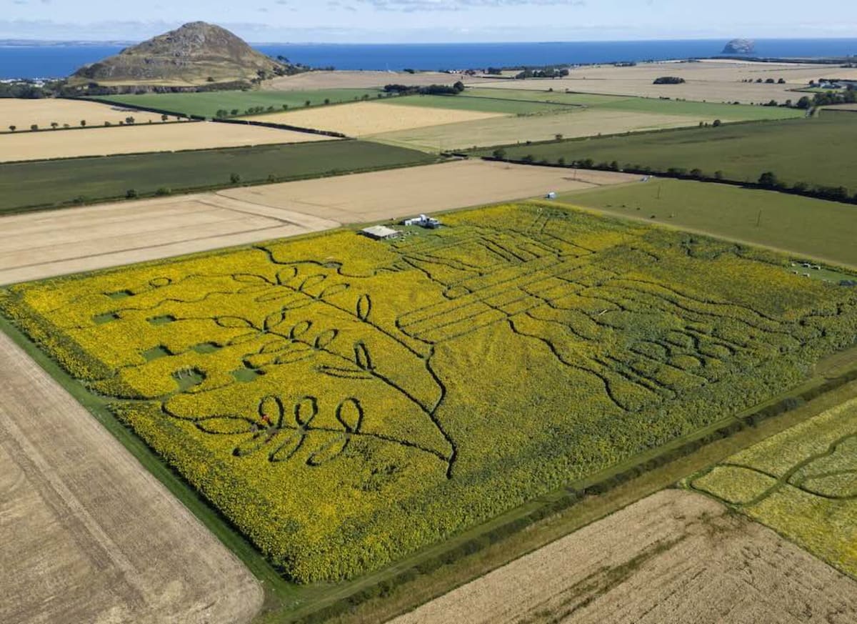 Million Sunflowers Bloom Across 14 Acres in Scotland - Image 3