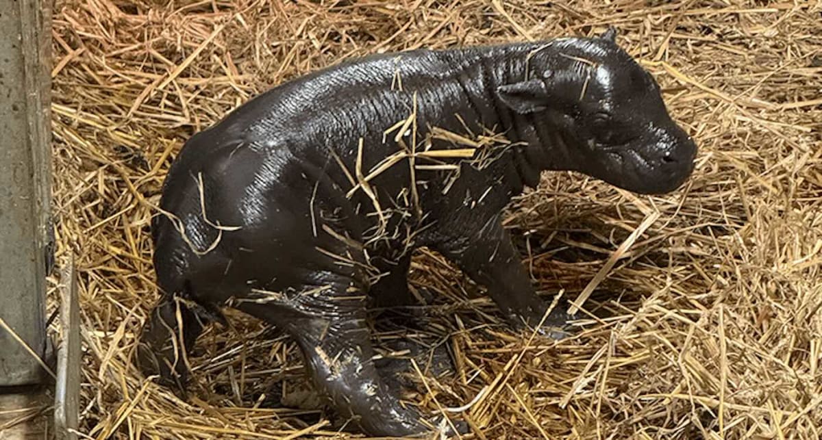 Newborn endangered pygmy hippopotamus calf standing close to mother Kindia at Toronto Zoo
