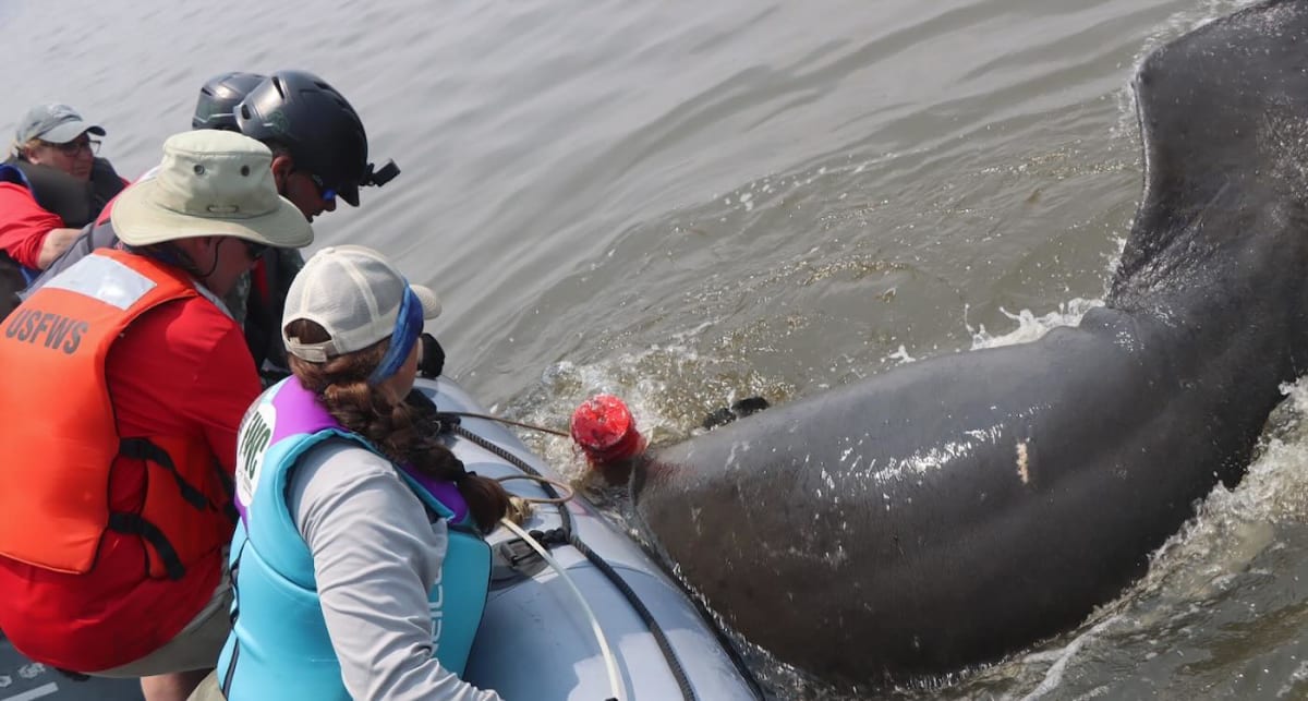 Fishing Guide's 911 Call Saves Entangled Georgia Manatee - Image 3