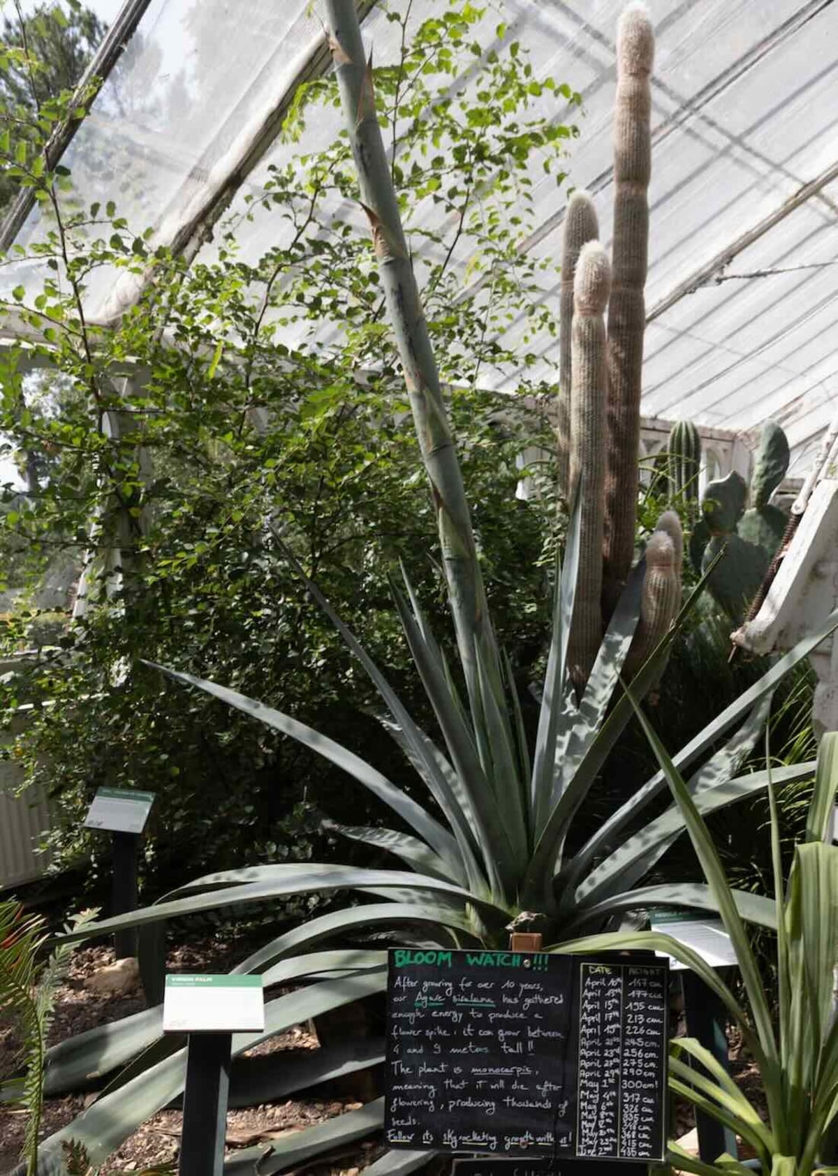 18-Foot 'Death Bloom' Forces Greenhouse to Remove Roof - Image 4