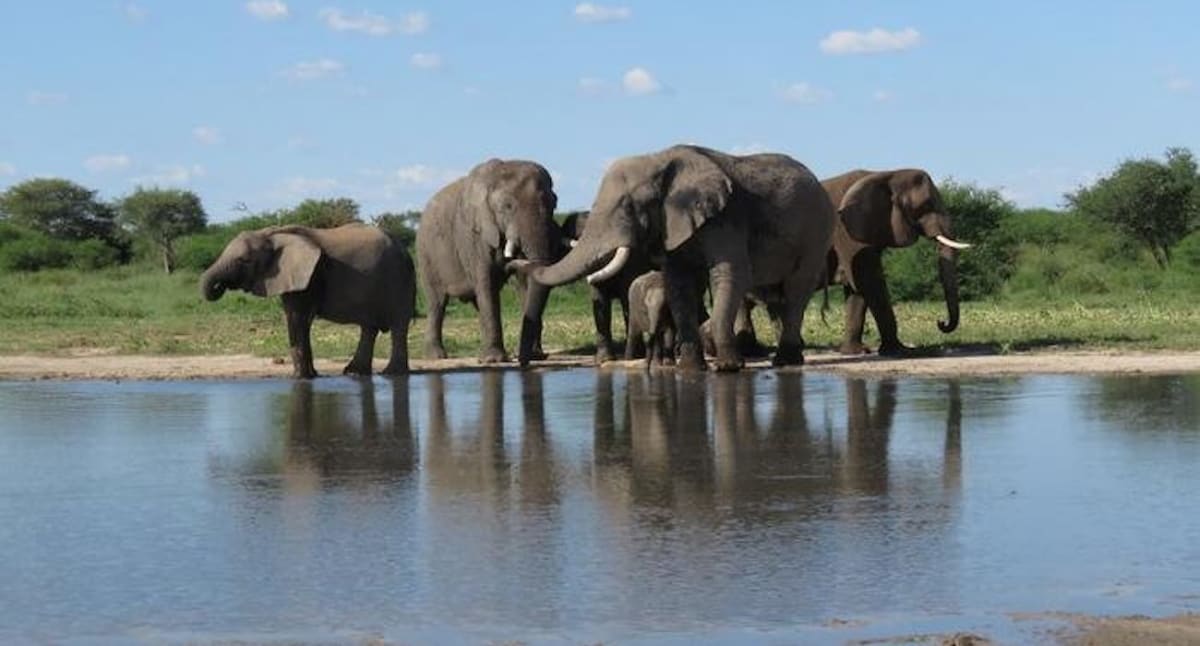 Zoo Elephants Thrive After Return to African Wild