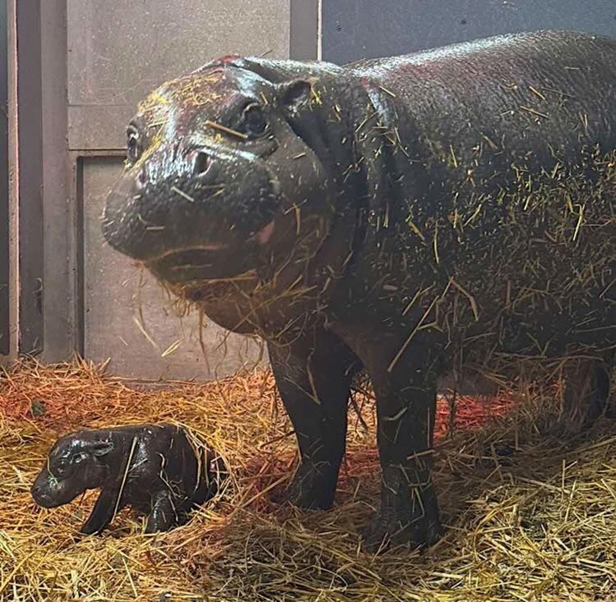 Toronto Zoo Welcomes Endangered Pygmy Hippo Calf - Image 2