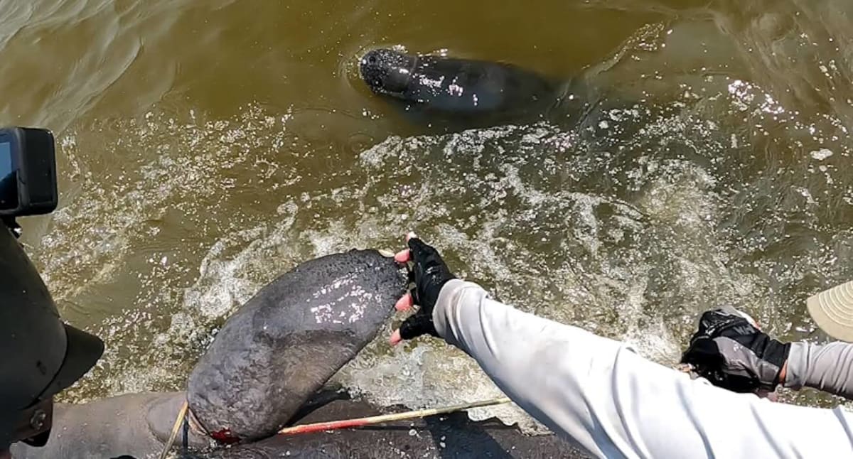 Fishing Guide's 911 Call Saves Entangled Georgia Manatee - Image 2