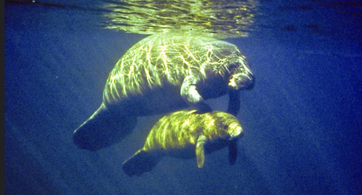 Wildlife rescue team working in water to free entangled manatee near St. Simons Island, Georgia