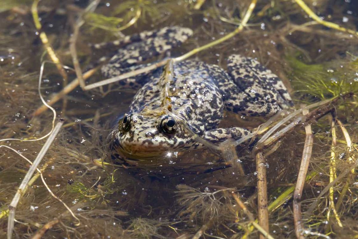 3,000 Endangered Frogs Released Into California Mountains - Image 2