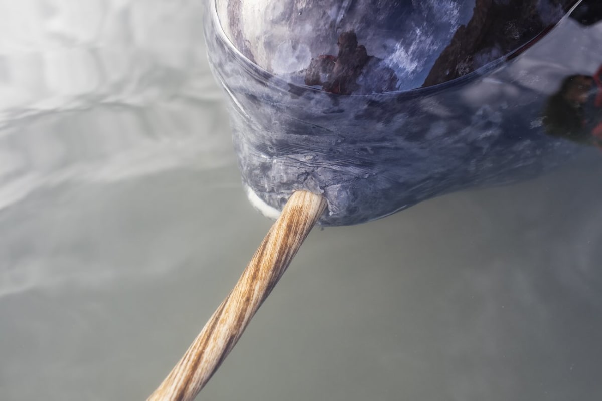 Scientists Crack 800-Year Mystery of Narwhal's Tusk - Image 2