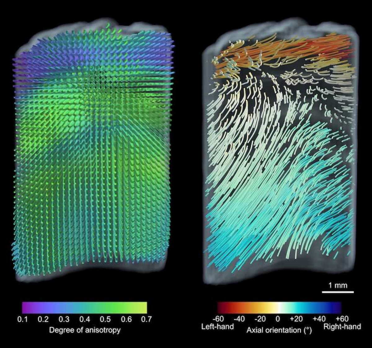 Scientists Crack 800-Year Mystery of Narwhal's Tusk - Image 3