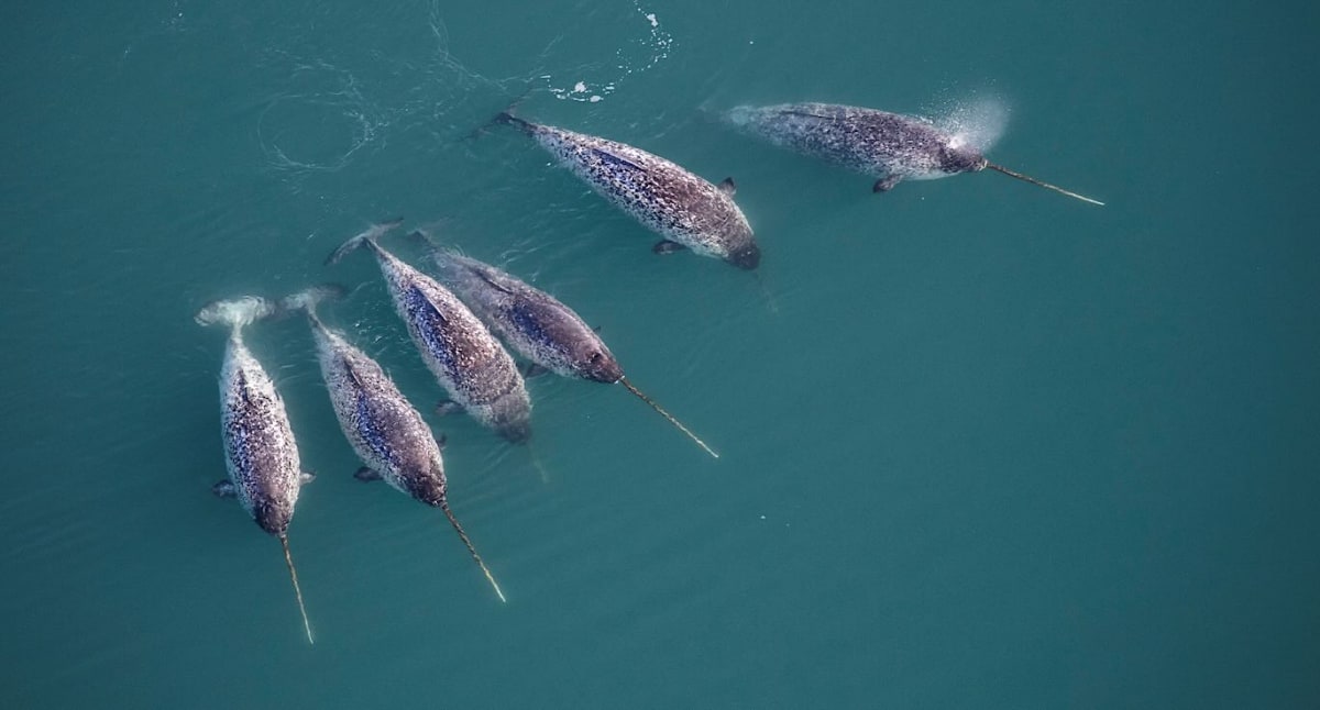 Narwhals swimming in Arctic waters showing their distinctive long spiral tusks