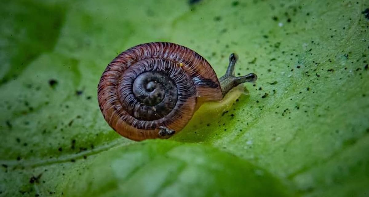 Tiny Desertas Island land snail on rock surface at Chester Zoo conservation facility