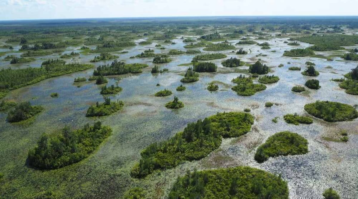 Okefenokee Swamp wetland with cypress trees reflected in dark water and wildlife habitat