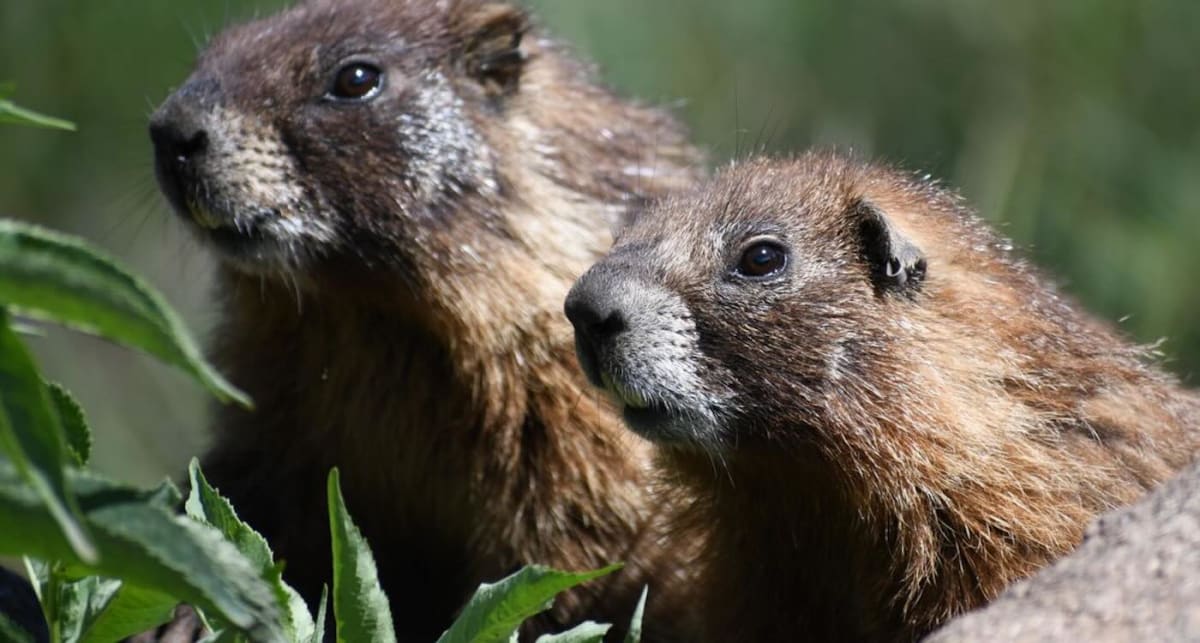 Yellow-bellied marmot standing upright in natural Colorado mountain habitat looking at camera