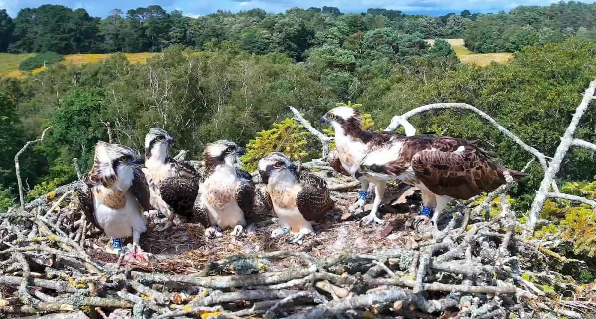 Rebel Ospreys Speed Recovery by Nesting 12 Miles Apart