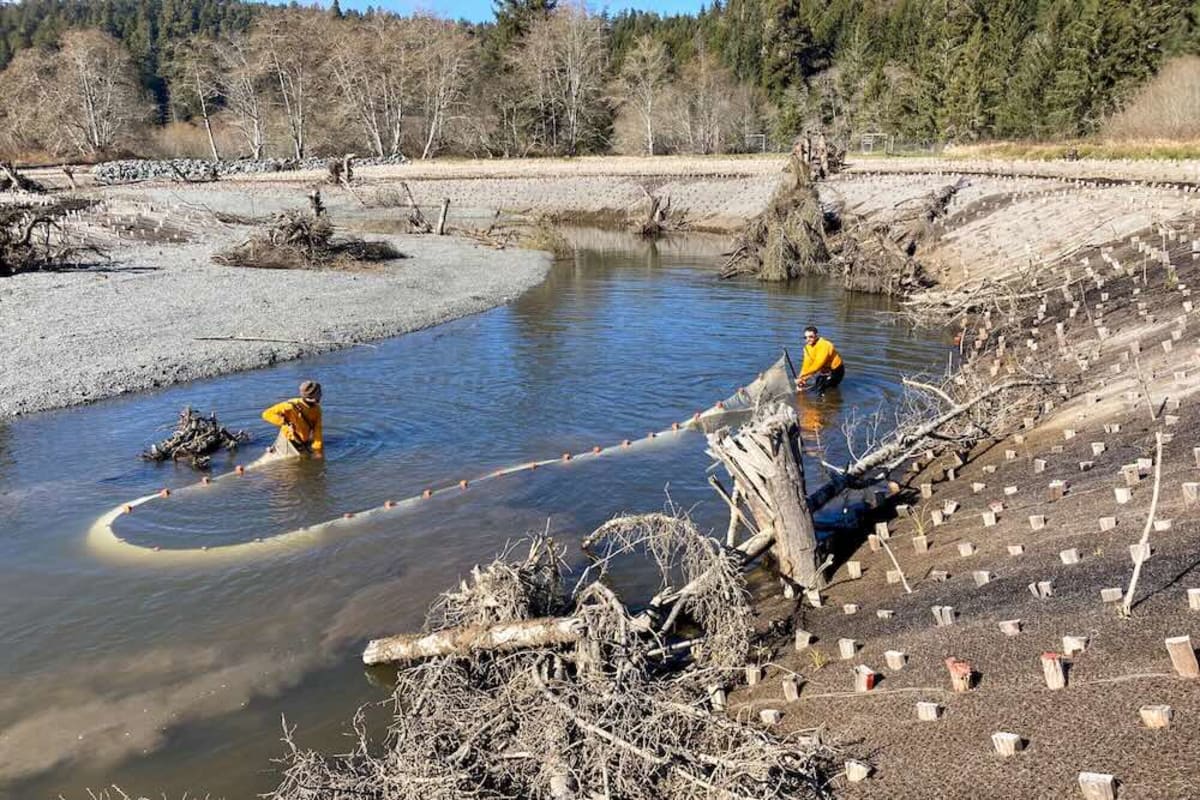 California Creek Restoration Doubles Salmon Survival Rate - Image 2