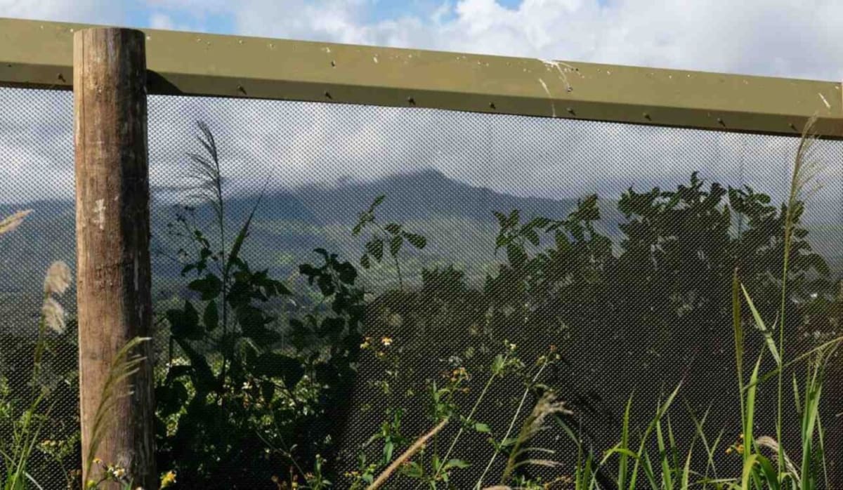 Kauai's 2-Mile Fence Saves Endangered Seabirds From Extinction - Image 2