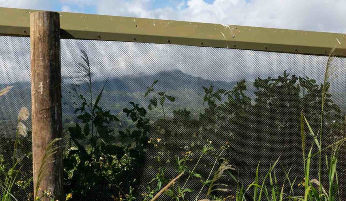 Kauai's 2-Mile Fence Saves Endangered Seabirds From Extinction