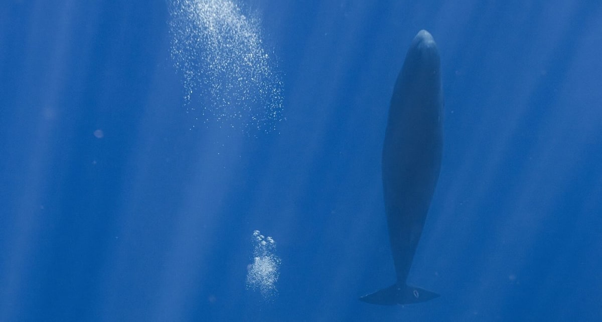 Sperm Whales Blow Sleep Bubbles to Avoid Floating Up