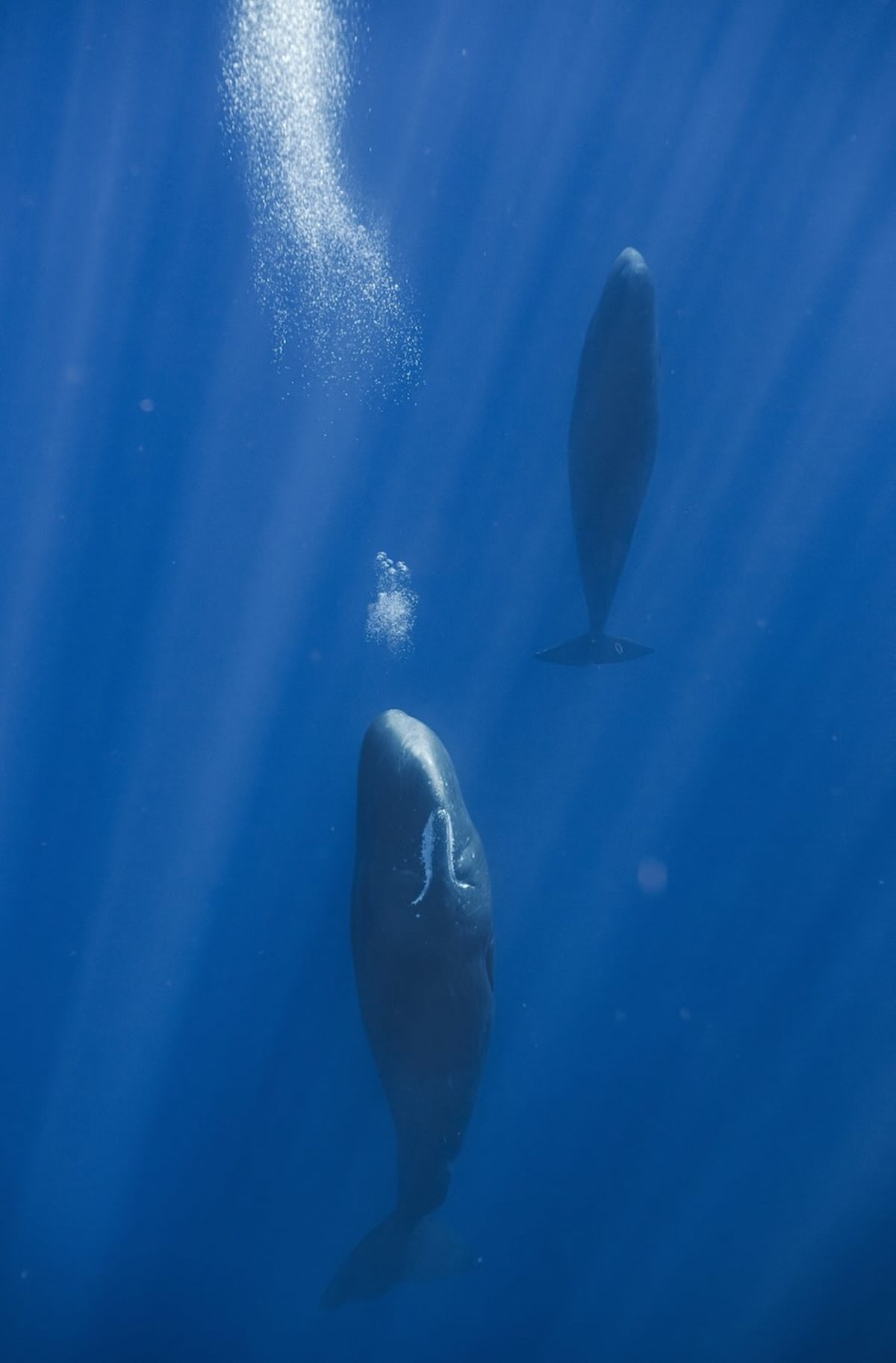 Sperm Whales Blow Sleep Bubbles to Avoid Floating Up - Image 2