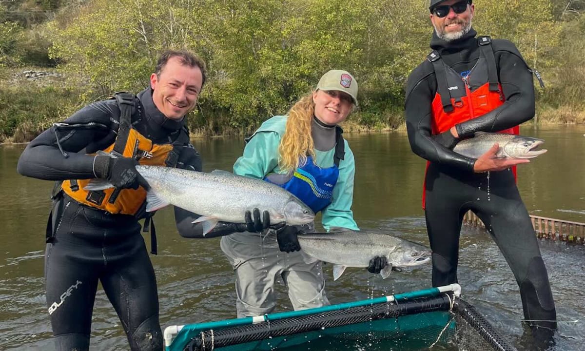 California Creek Restoration Doubles Salmon Survival Rate
