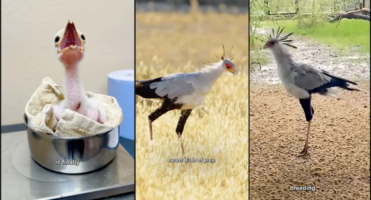 Secretarybird parent standing with newly hatched chick at Chester Zoo in England