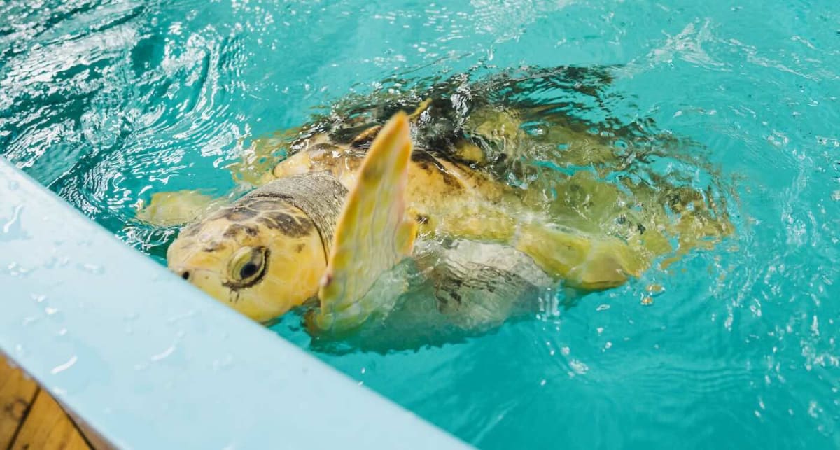 Rare Sea Turtle Gets 5,000-Mile Ride From Wales to Texas - Image 2