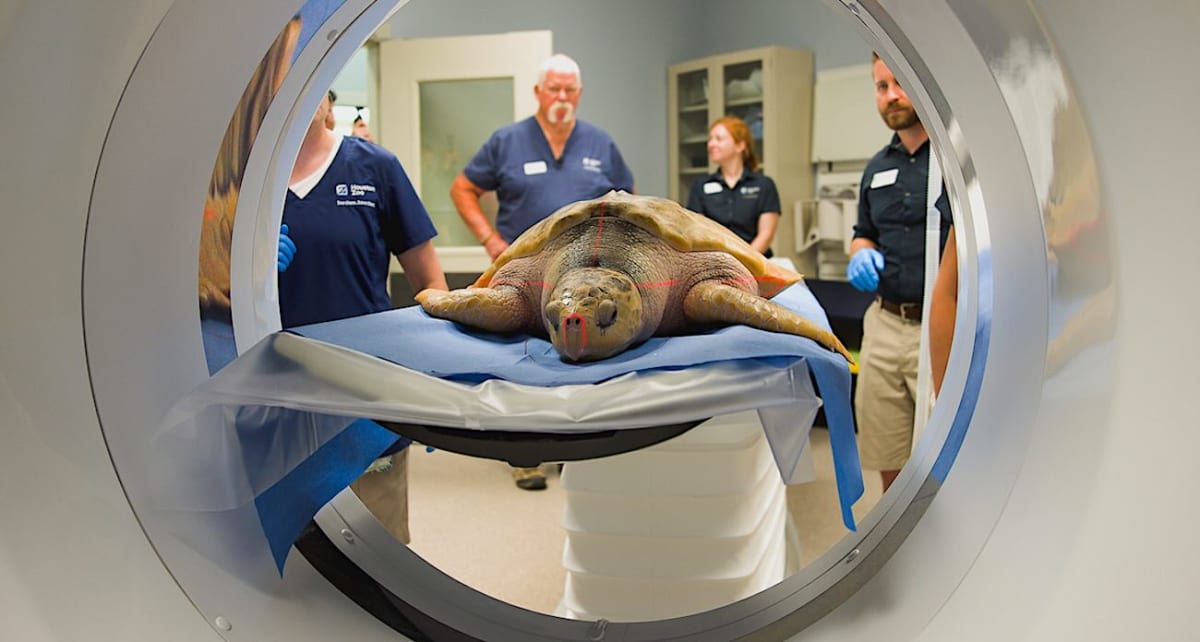 Endangered Kemp's ridley sea turtle Rhossi receiving medical examination at Houston Zoo rehabilitation facility