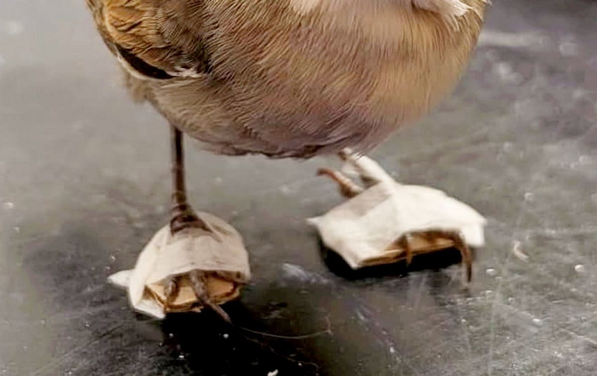 Tiny Cardboard Casts Help Rare Bird Walk Again - Image 2