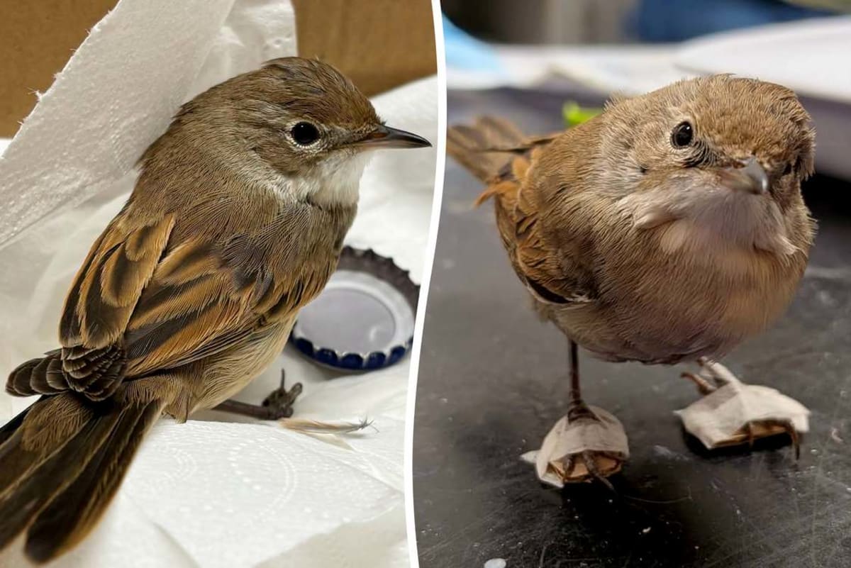 Tiny Cardboard Casts Help Rare Bird Walk Again