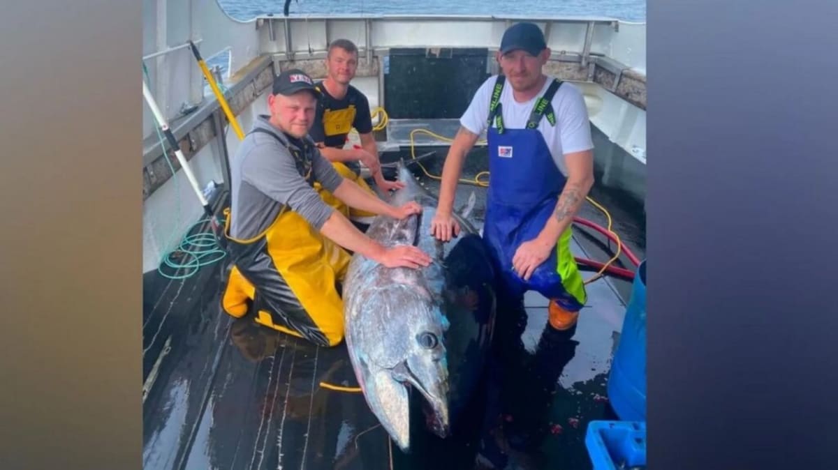 745-Pound Bluefin Tuna Caught in North Sea After 60 Years - Image 2