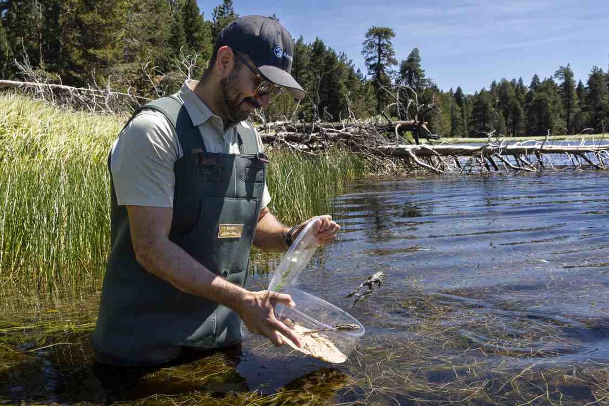 3,000 Endangered Frogs Released Into California Mountains