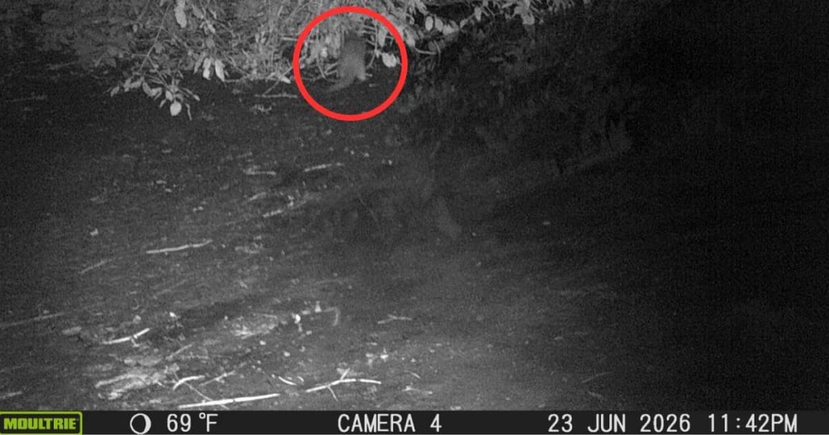 River Otter Spotted in the Bronx for First Time in 100 Years