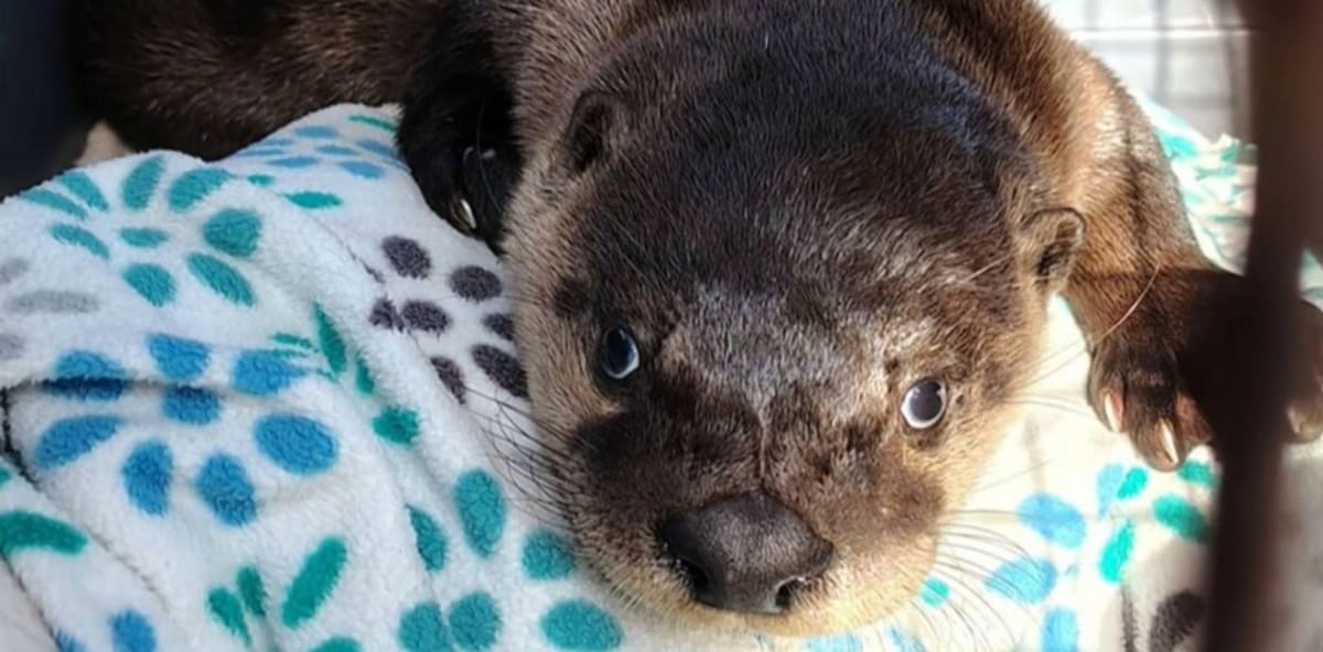 Logger Saves Baby Otter with CPR in British Columbia - Image 2