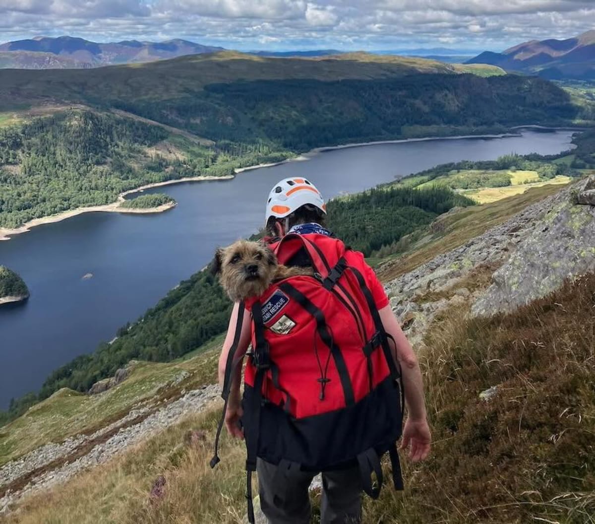 Dog Rescued After 3 Weeks Lost on England's Helvellyn Peak - Image 3
