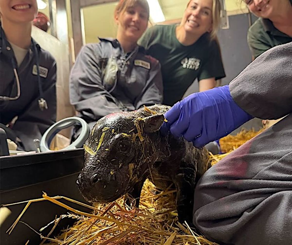 Toronto Zoo Welcomes Endangered Pygmy Hippo Calf - Image 3