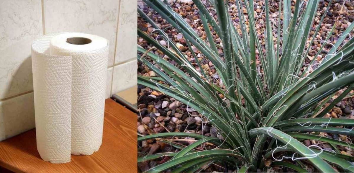 Desert Plant Could Replace Trees in Toilet Paper - Image 2