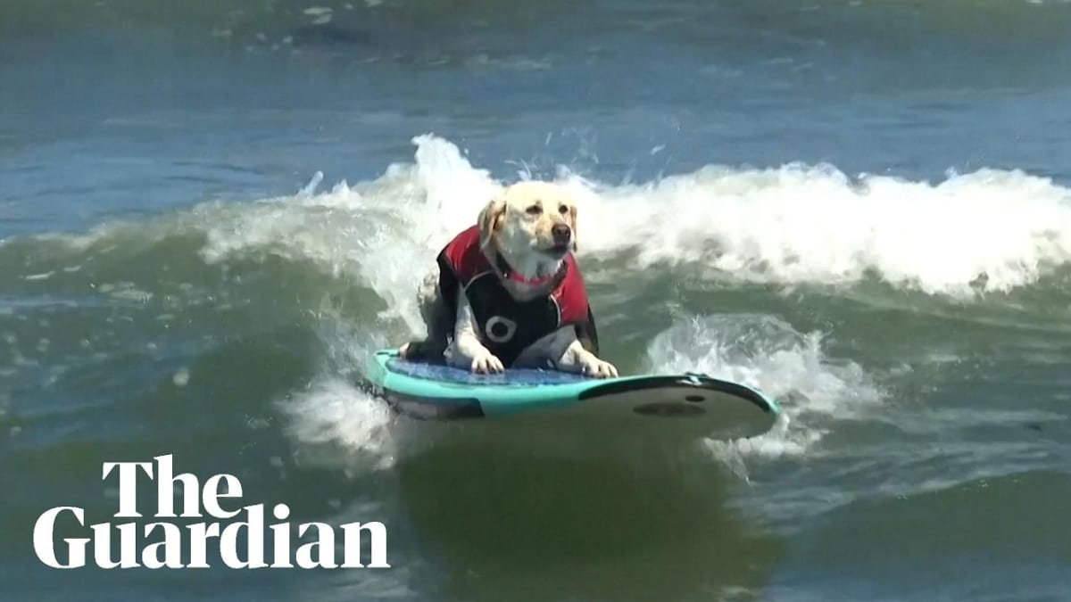Golden Labrador Retriever Rosie surfing a wave on paddleboard at championship competition
