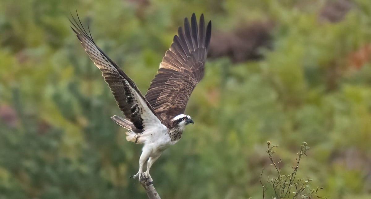 Rebel Ospreys Speed Recovery by Nesting 12 Miles Apart - Image 2